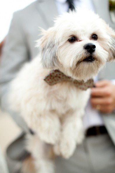 Bunn Salarzon - dog wears bowtie